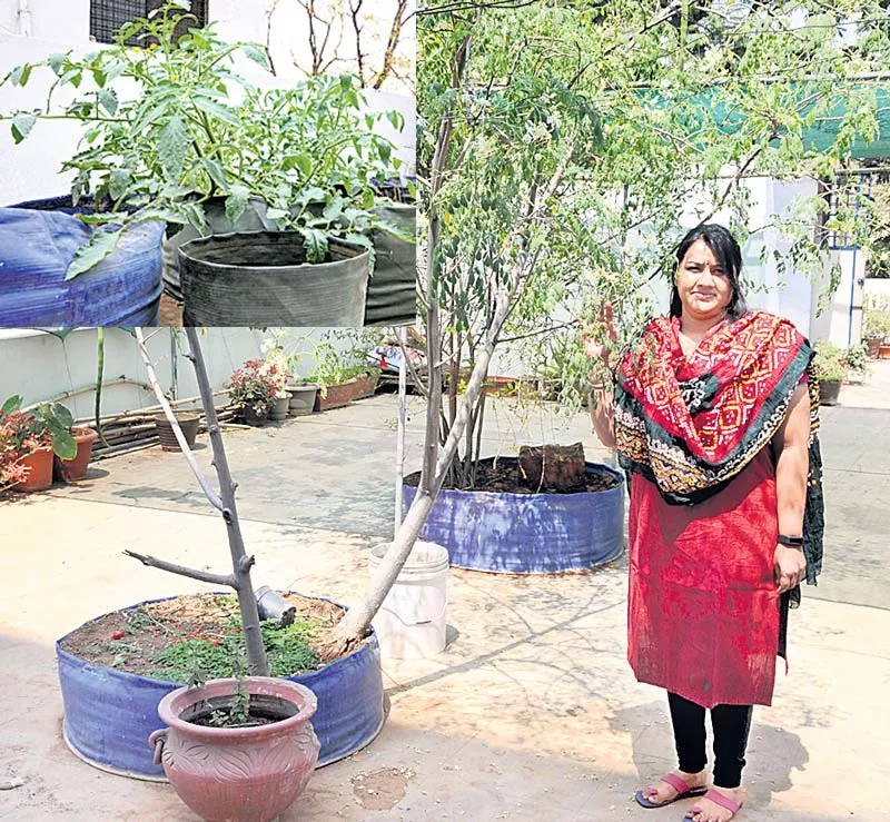 Organic crops cultivated Dung tree - Sakshi