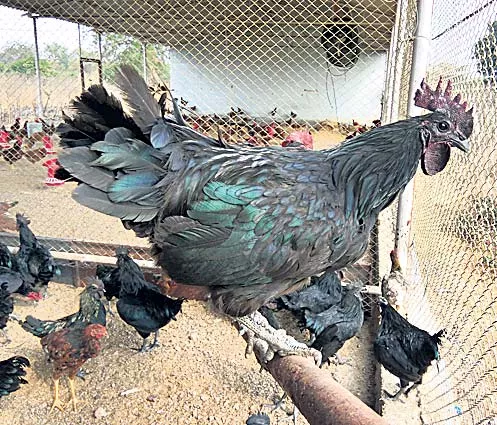 Black chickens are good - Sakshi