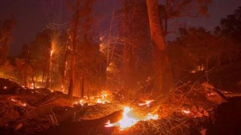 Tamil Nadu forest fire kills 10 - Sakshi