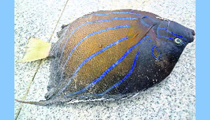 The Blue Ring Angle Fish on the Rishikonda coast - Sakshi