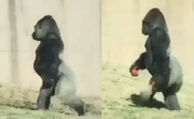 Philadelphia Gorilla Louis Walk Like Human - Sakshi