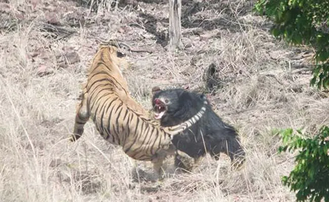 Tense Face Off Between Tiger And Bear Caught On Camera - Sakshi