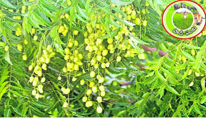 Neem Products .. Insecticides - Sakshi