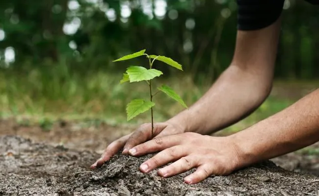 Rajasthan Village Plants 111 Trees For Every Girl Child Born - Sakshi