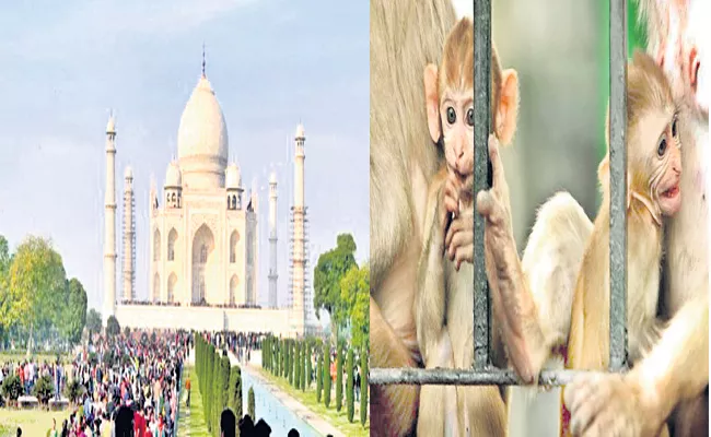 Taj Mahal Greenery Threatened with Monkeys - Sakshi