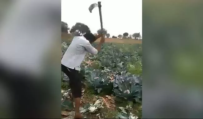 Angry Farmer In Maharashtra Destroys Cauliflower Crop - Sakshi