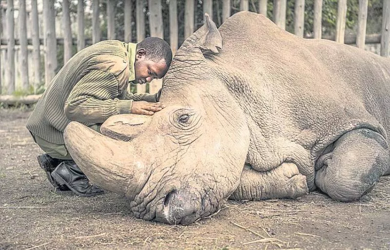 Sudan, the Last Male Northern White Rhino, Is Dead - Sakshi