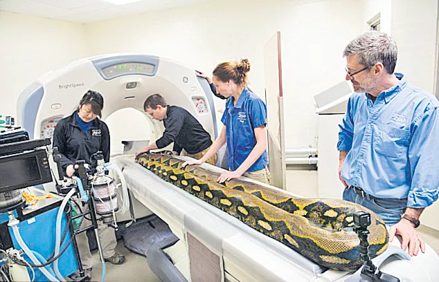 Sick Python Undergoes CT scan - Sakshi