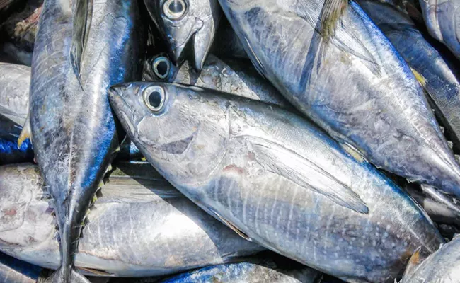 Fishermans want to Boats For Hunting Tuna Fish - Sakshi