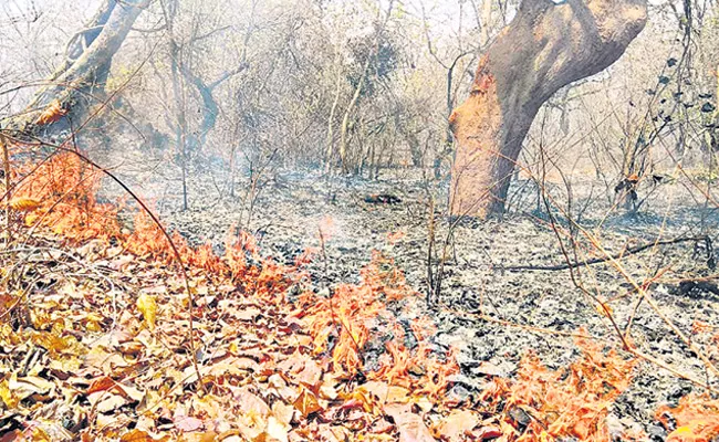 Huge Forest Fire In The Bhupalpally District - Sakshi