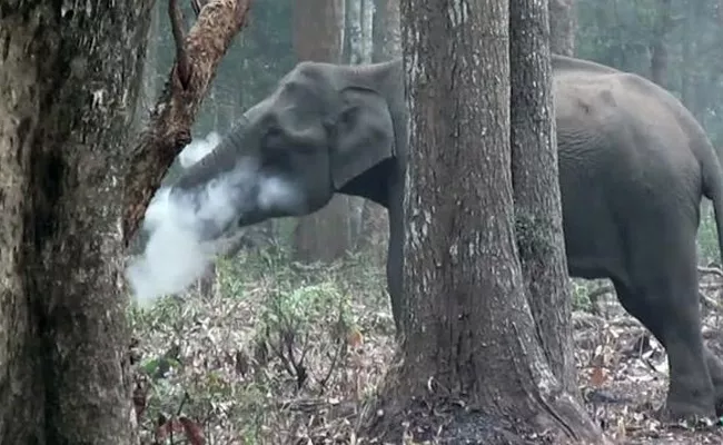 Amazing Video Wild Elephant Smokes In Karnataka - Sakshi