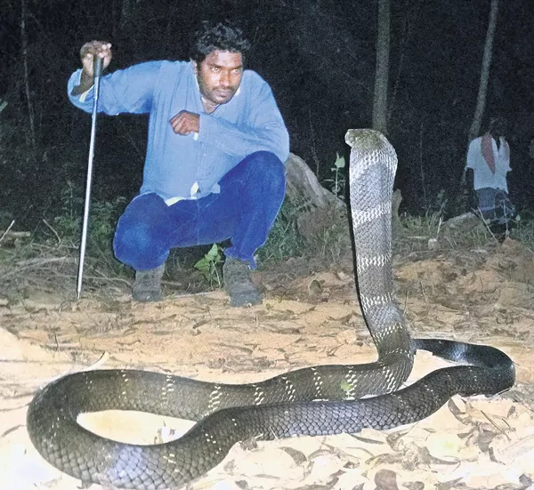 Snake Kiran Catched Dangerous King Kobra - Sakshi