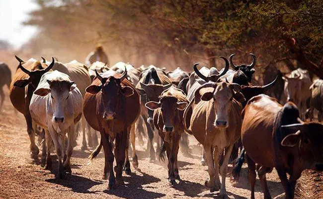 Unique Identity Numbers To Cattles In Madhya Pradesh - Sakshi