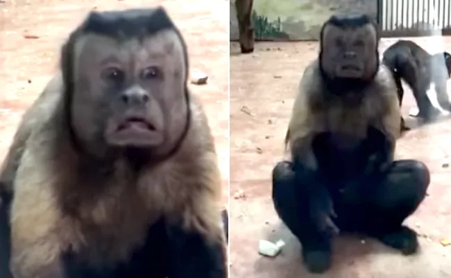 Human Face Monkey Video Viral In Social Media - Sakshi