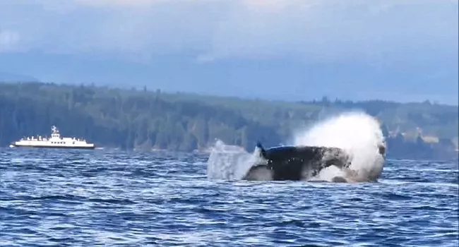 Killer Whale Attacks A Sea Lion - Sakshi