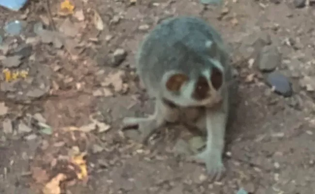 Forest Cat In R and B Guest House - Sakshi