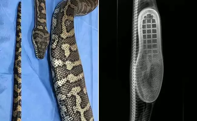 Python Was Caught After It Swallowed Slipper In Australia - Sakshi