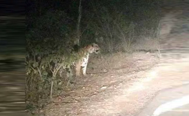 Tigers On Highway - Sakshi