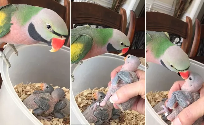 Sweet Moment Mama Parrot tells Chicks I Love You Babies - Sakshi