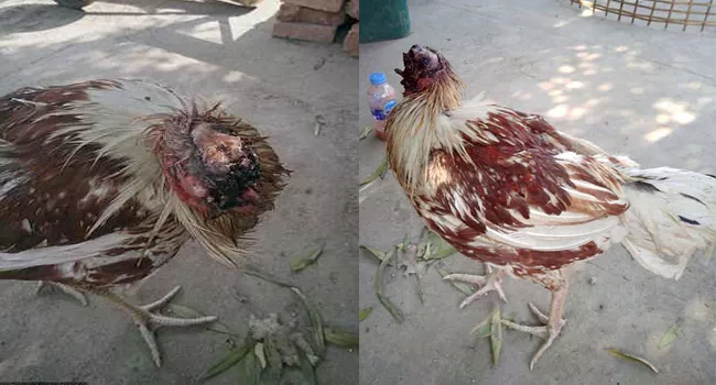 Chicken Survives For A Week After Head Decapitation - Sakshi