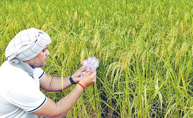 Special Software in Agriculture Department - Sakshi