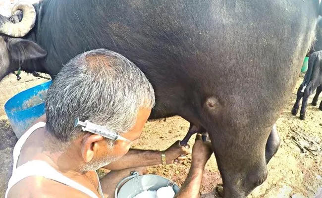 Dairy Farmers Using Oxytocin hormone injection on Buffaloes - Sakshi