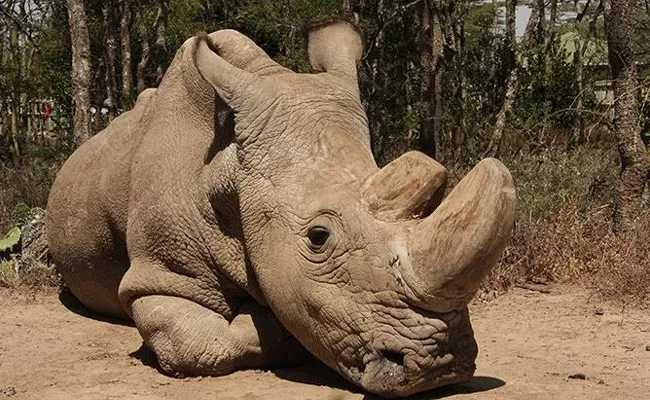 World Last White Rhino on Deathbed - Sakshi