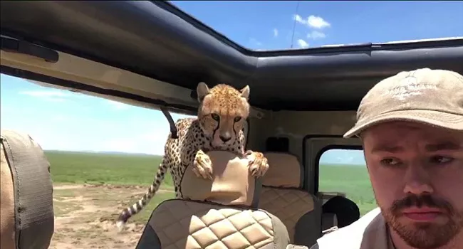 Cheetah Enters Tourist Jeep In Tanzania Safari - Sakshi