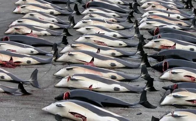 Japan Whalers Return After Kills 333 Whales in Antarctic - Sakshi