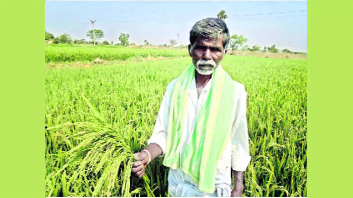 huge loss to farmers due to fake seeds - Sakshi