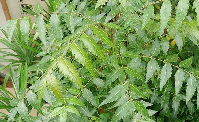 Farmers Using Neem In Agricuture - Sakshi