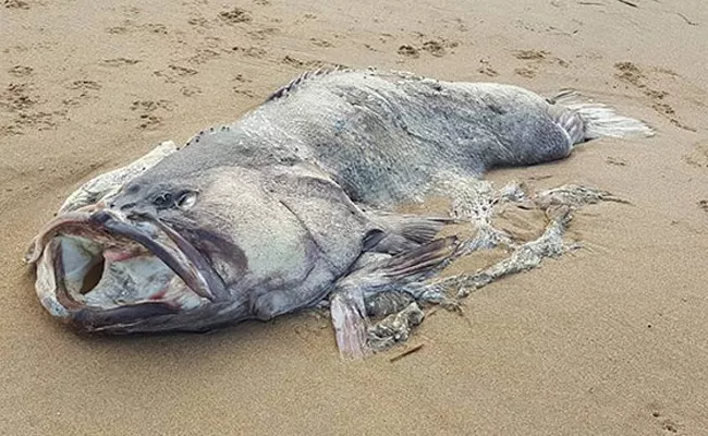 Monster Fish Weighing 150 Kgs Washes Up - Sakshi