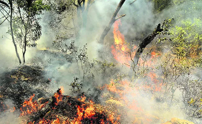 Warning of fire risks In Seshachalam Forest - Sakshi