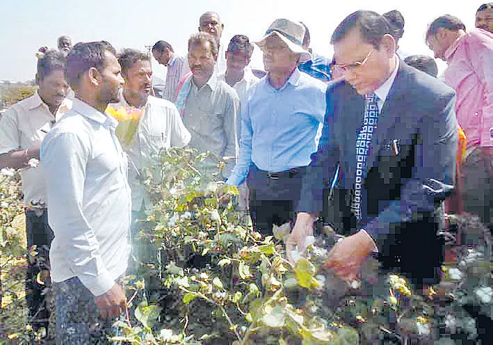 Prohibited BT 3 cultivation in Gadwal - Sakshi