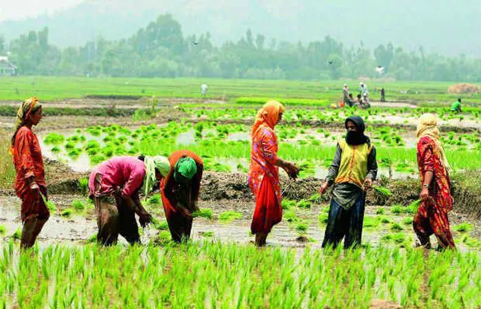 Personal insurance for farm workers - Sakshi