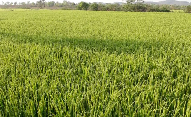 Rice Crops Losses With Heavy Rains - Sakshi