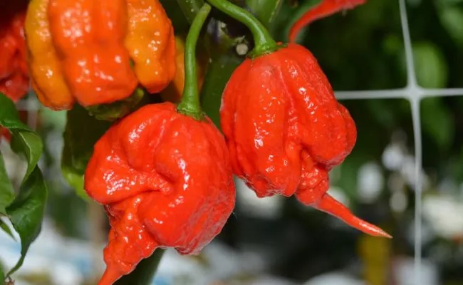 Hottest Pepper In The World Causes Severe Headache - Sakshi