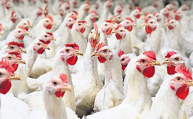 Chicken Prices Drop Suddenly - Sakshi