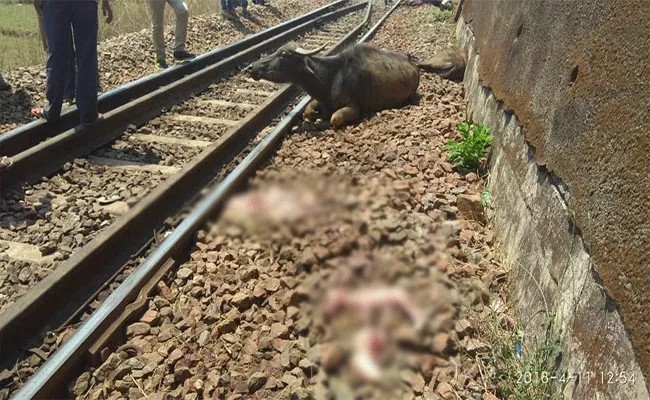 Ten Buffalos Died In Train Accident - Sakshi