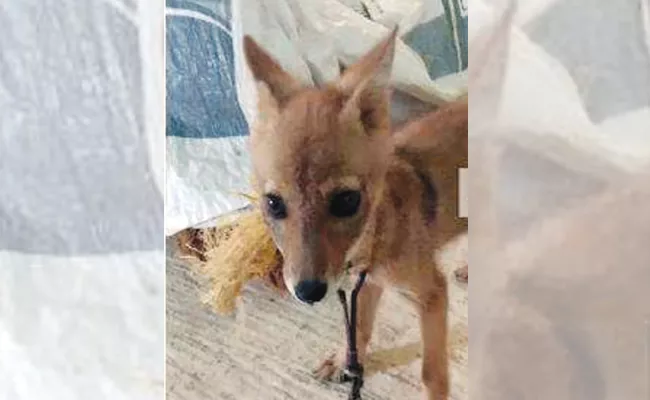 Pet Fox In Home For Luck In Karnataka - Sakshi