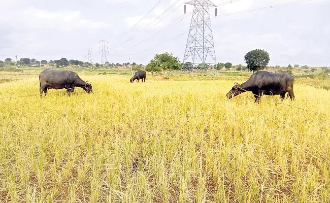 Farmers Loss With Draught - Sakshi