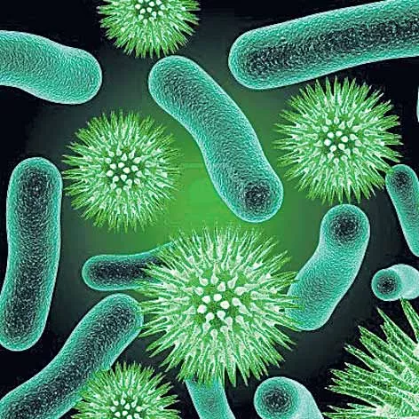 Bacteria, a new axis to deal with viruses - Sakshi