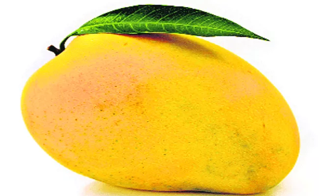 Mangoes Prices Are Increased This Year - Sakshi