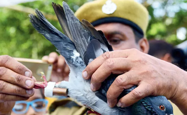 Sending Messages With Pigeons In Odisha - Sakshi