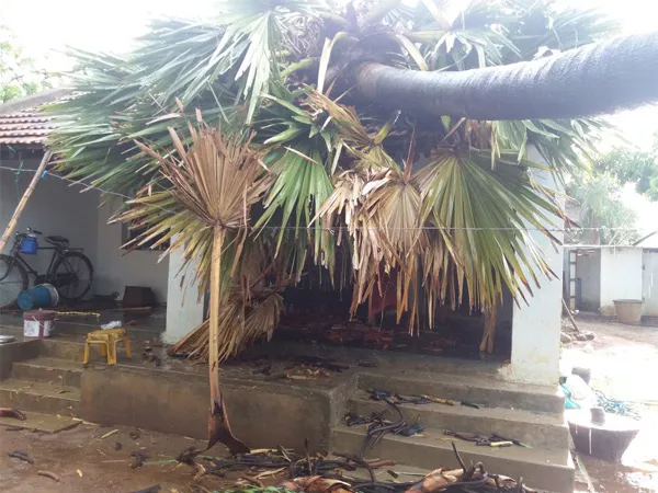 RainStorm Causing Downed Trees Across Houses In West Godavari - Sakshi