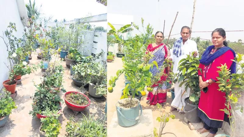 Cultivation of home crops! - Sakshi