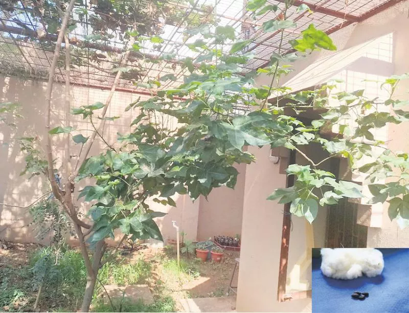 badanavalu cotton trees in karnataka - Sakshi