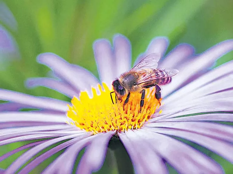 Local bees are threatened with foreign plants - Sakshi