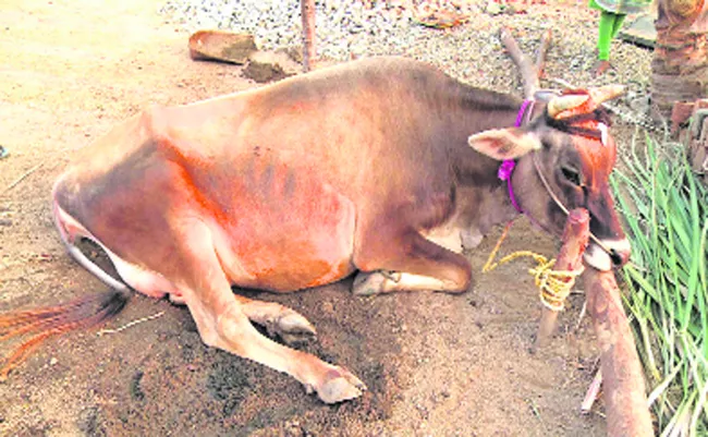 People Facing Problems With Subsidy Cows - Sakshi