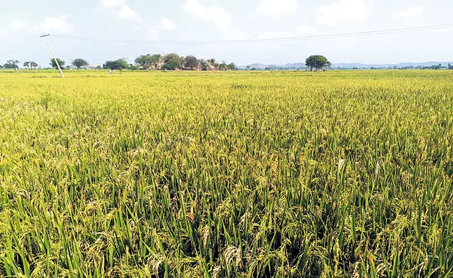 Farmers Happy With Manjeera Water Crops - Sakshi